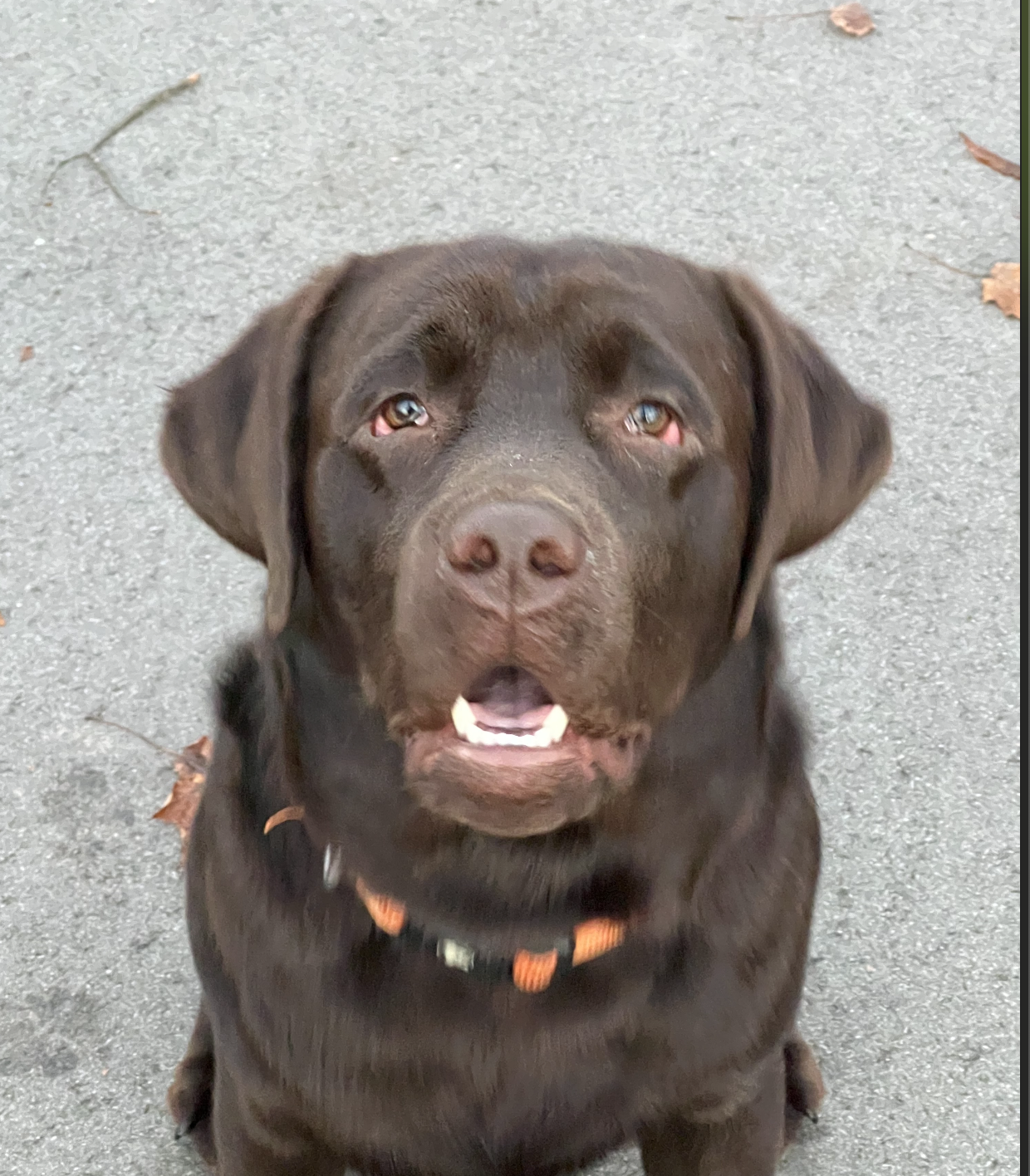 WI K9 SOS Image of files/Dog_Image/Screenshot 2024-11-09 at 12.33.56 PM.png